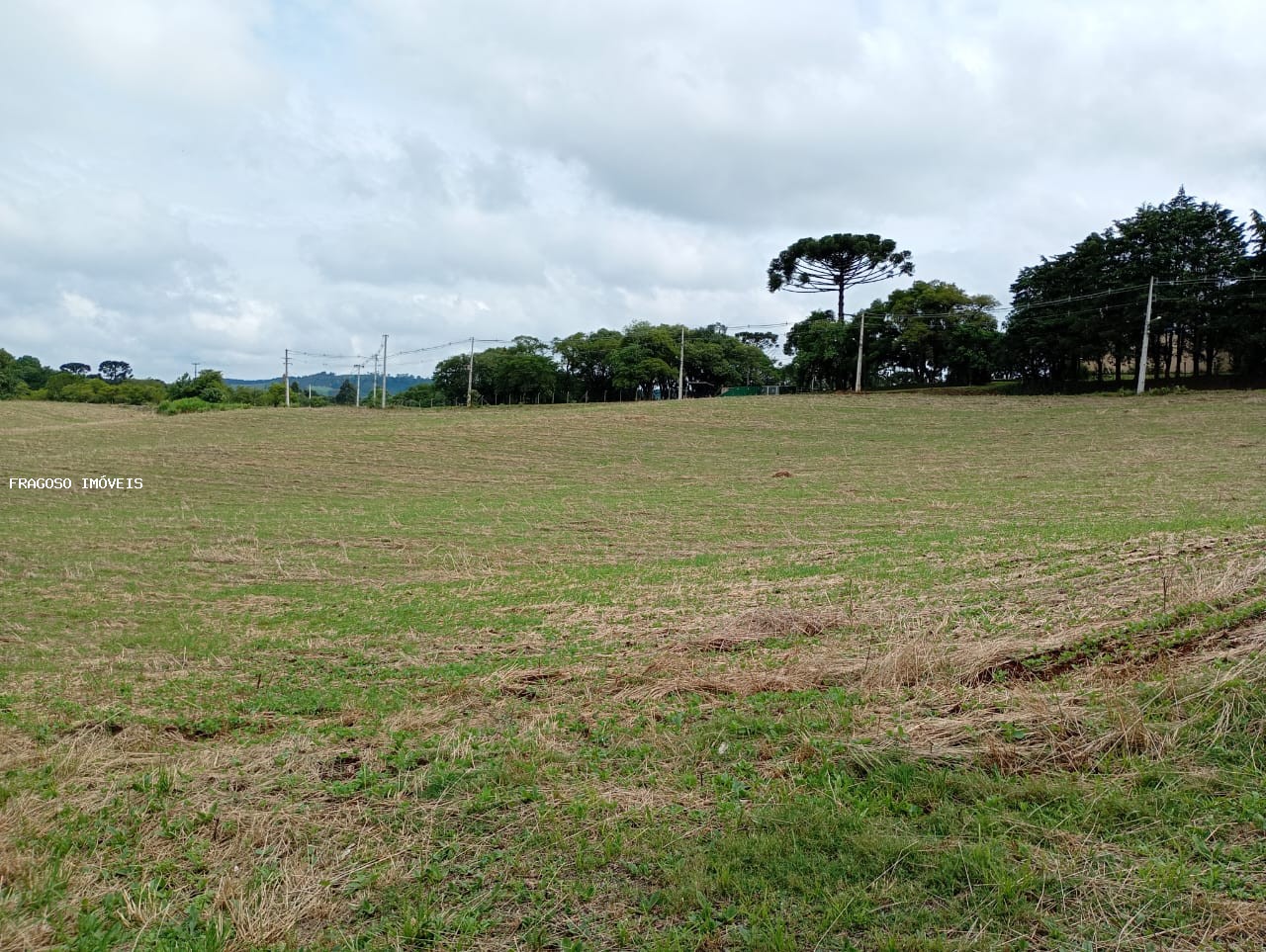 Sítio, 2 hectares - Foto 5